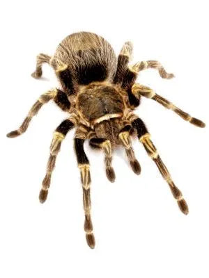 Chaco Golden Knee Tarantula (Grammostola pulchripes) Sling – 2cm