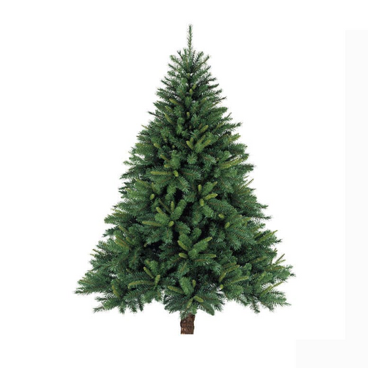Live Christmas Tree