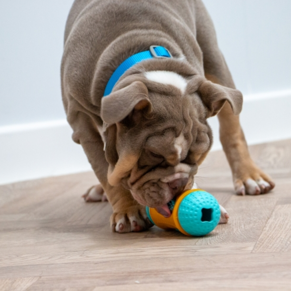 Ancol Örva Sensory Roll Treat Toy – Interactive Enrichment