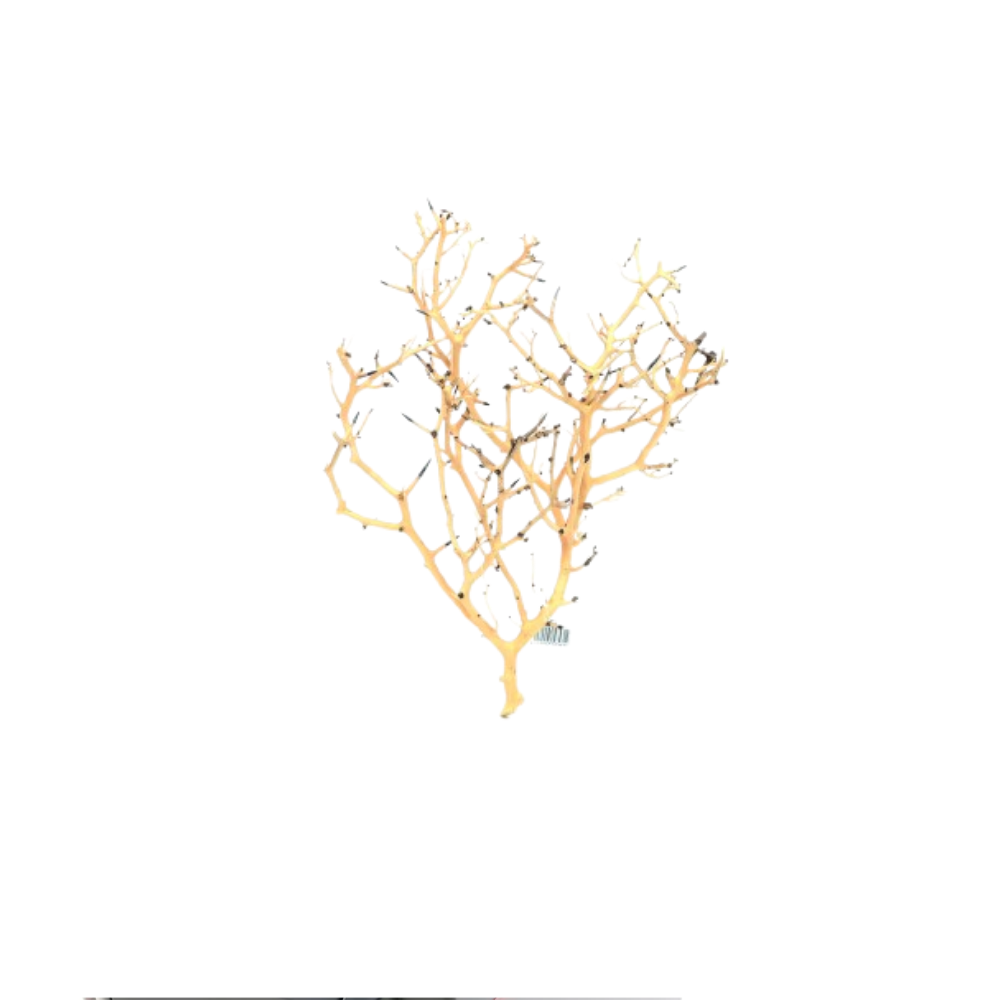 CORAL TREE M – Medium Natural Driftwood Aquarium Decoration | 20–30cm Aquascaping Accent