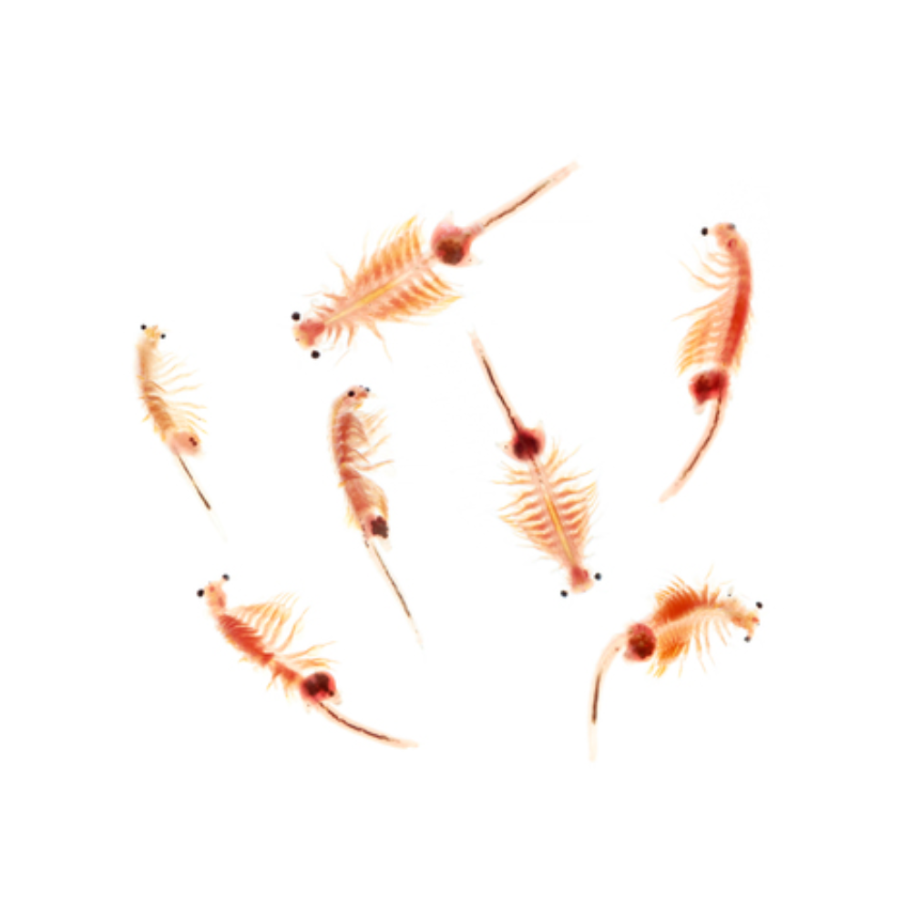 Brine Shrimp Eggs for Hatching – 15 g Portion | Live Food Starter for Fish & Fry