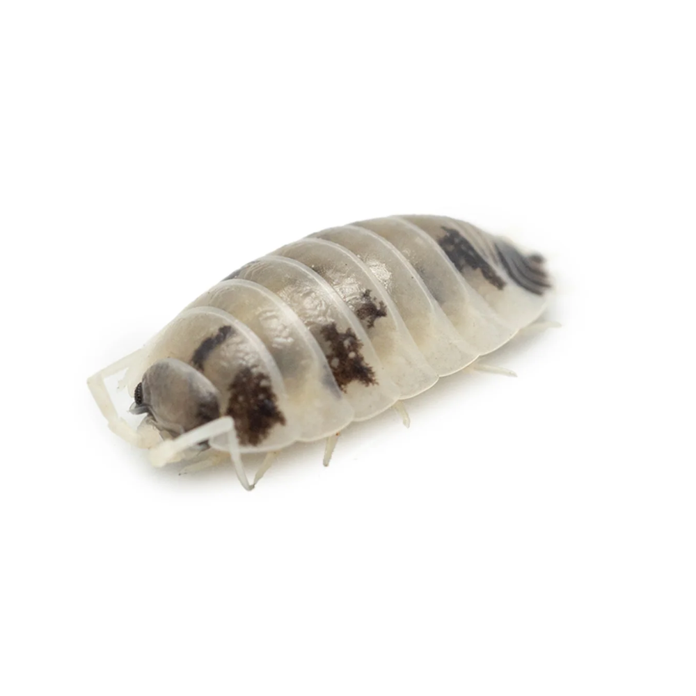 Dairy Cow Isopods (Porcellio laevis)