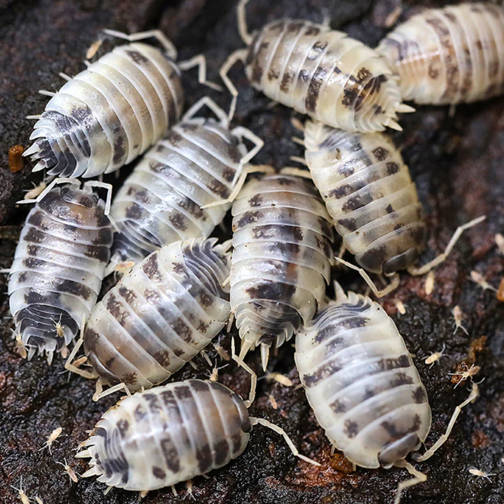 Dairy Cow Isopods (Porcellio laevis)