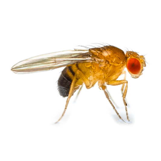 Fruit Flies (Drosophila)