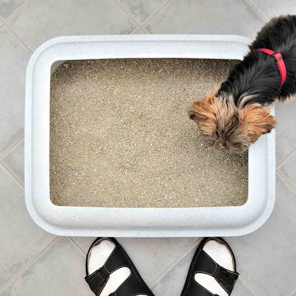 Dog’s Best Eco-Friendly Dog Litter