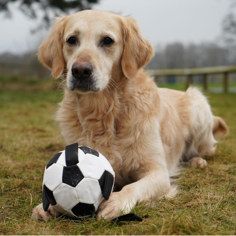 Ancol Chase Grab Tabs Football – High-Visibility Interactive Dog Toy