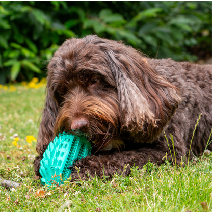 Ancol Örva Hedgehog Treat Toy – Multi-Texture Enrichment Toy