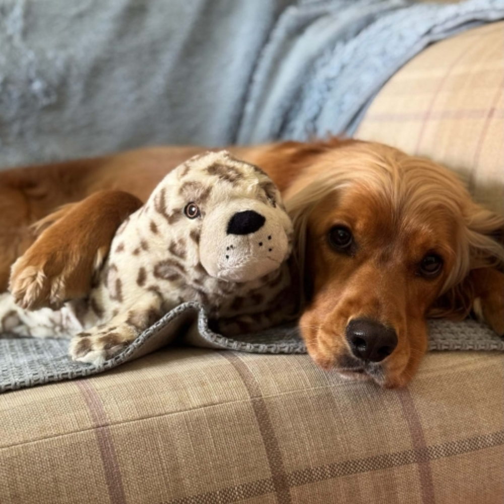 Ancol Örva Seal Treat Belly – Interactive Foraging Plush