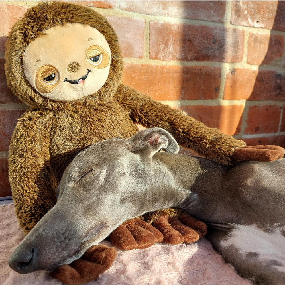 Ancol Cuddle Sleepy Sloth – Extra-Long Comfort Toy