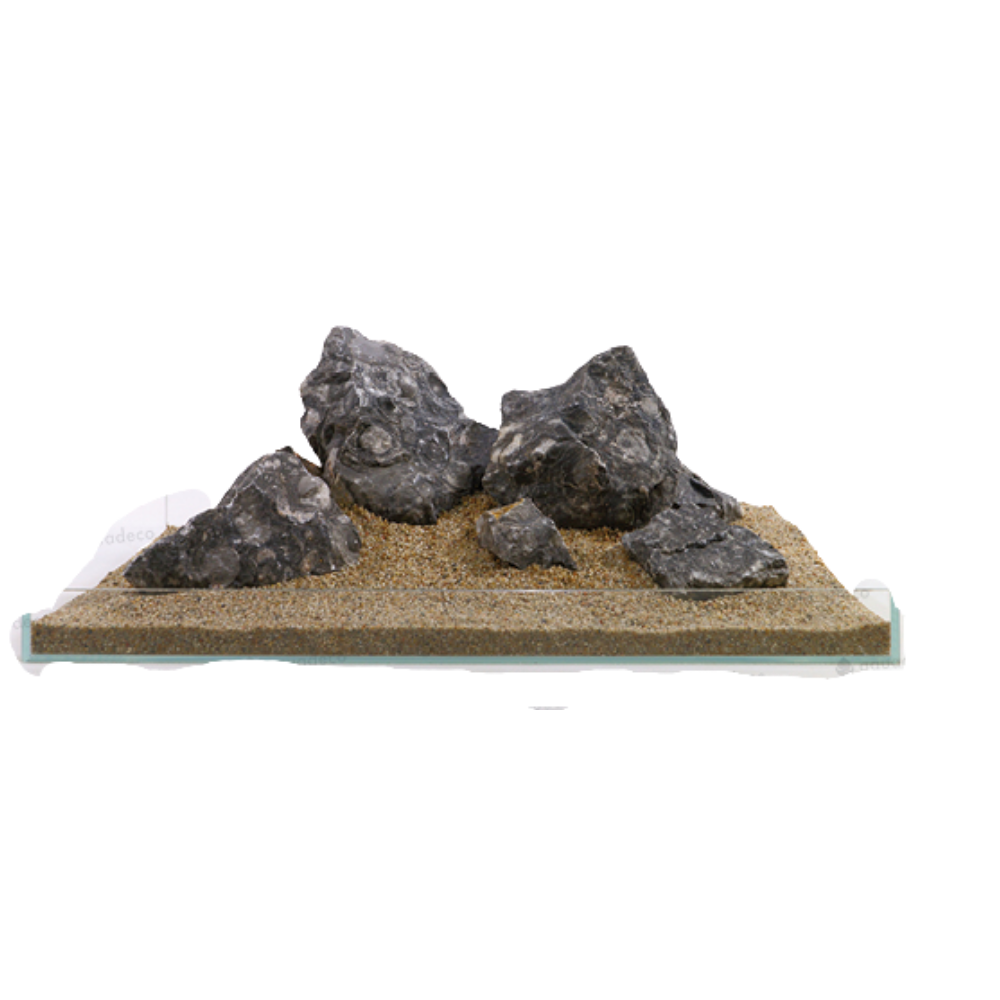BLACK SNAILSTONE – Natural Decorative Aquarium Stone | Unique Aquascaping Rock for Fish & Turtle Tanks