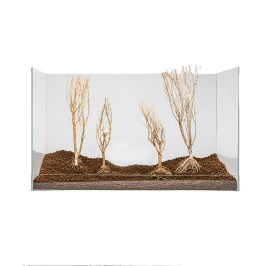 SLIM TREE S 15–25CM – Natural Aquarium Wood Decoration | Small Aquascaping Driftwood for Nano & Medium Tanks