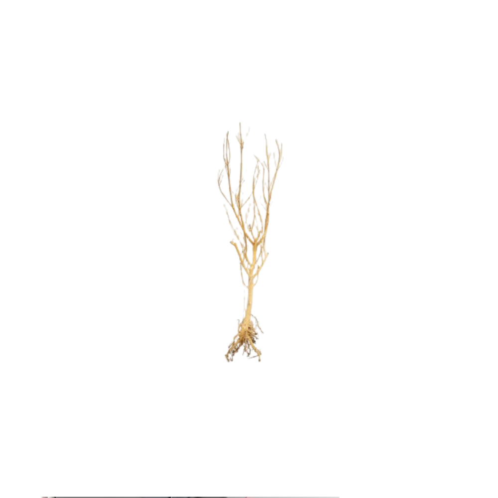 SLIM TREE M 25–30CM – Natural Aquarium Wood Decoration | Medium Driftwood for Aquascaping and Terrariums