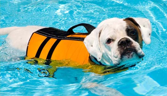 Dog Life Jacket