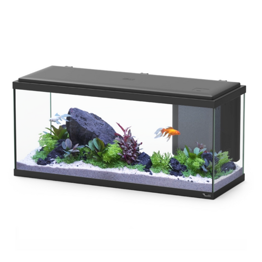 Fish tank with plants and fish on a white background