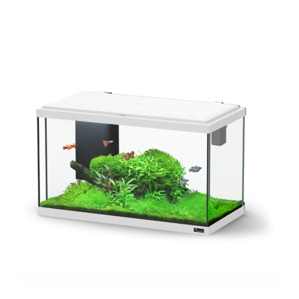 Fish tank with green plants and small fish on a white background