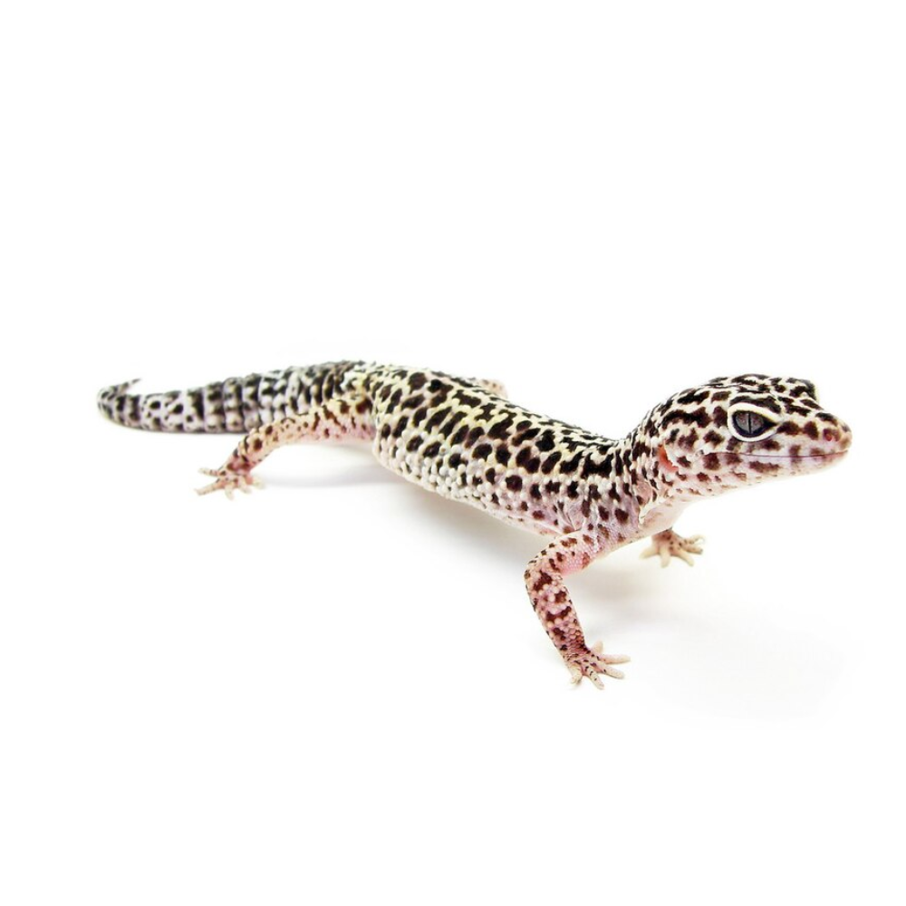 Leopard Gecko