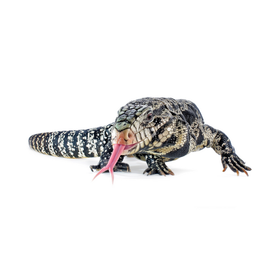 Argentinian Tegu