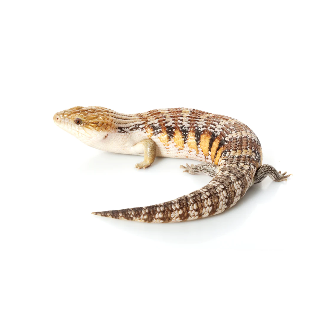 Blue Tongue Skink