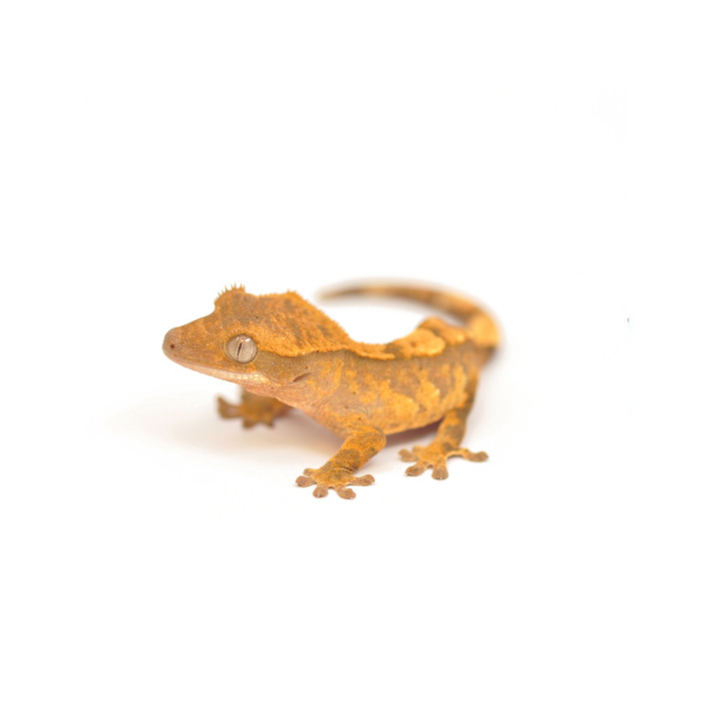 Crested Gecko