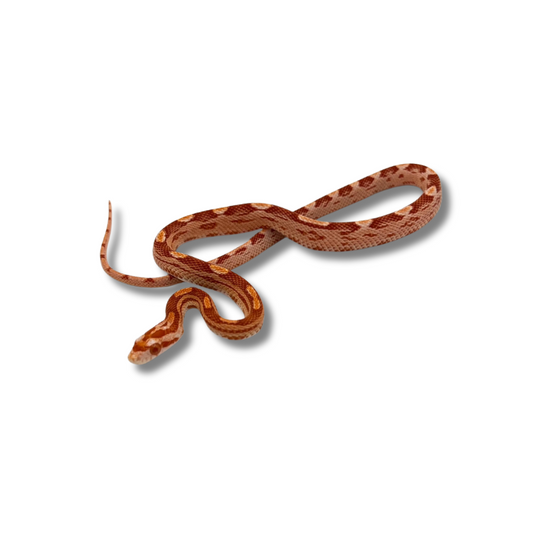 Corn Snakes