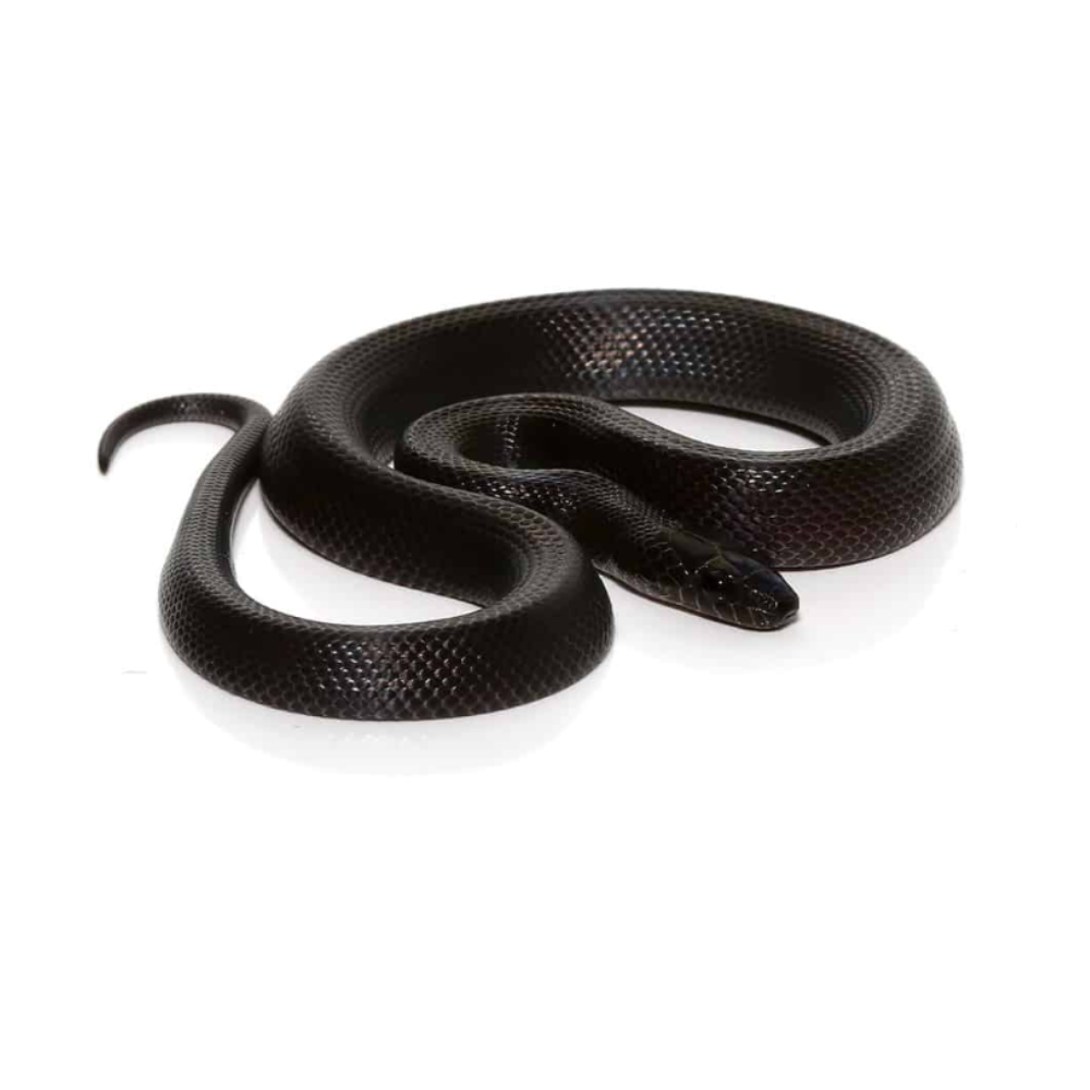 Black House Snake