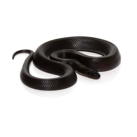 Black House Snake