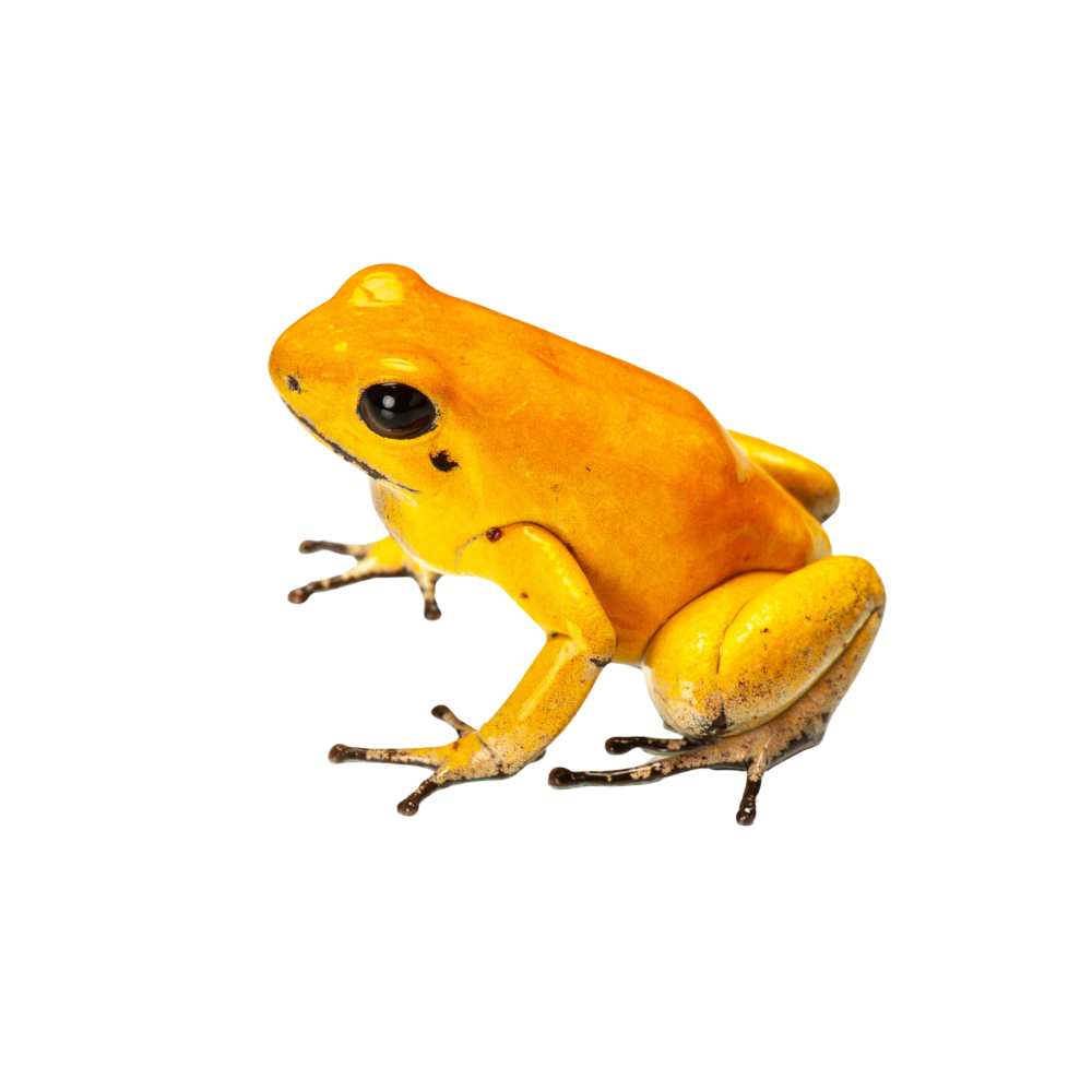 Golden Dart Frogs