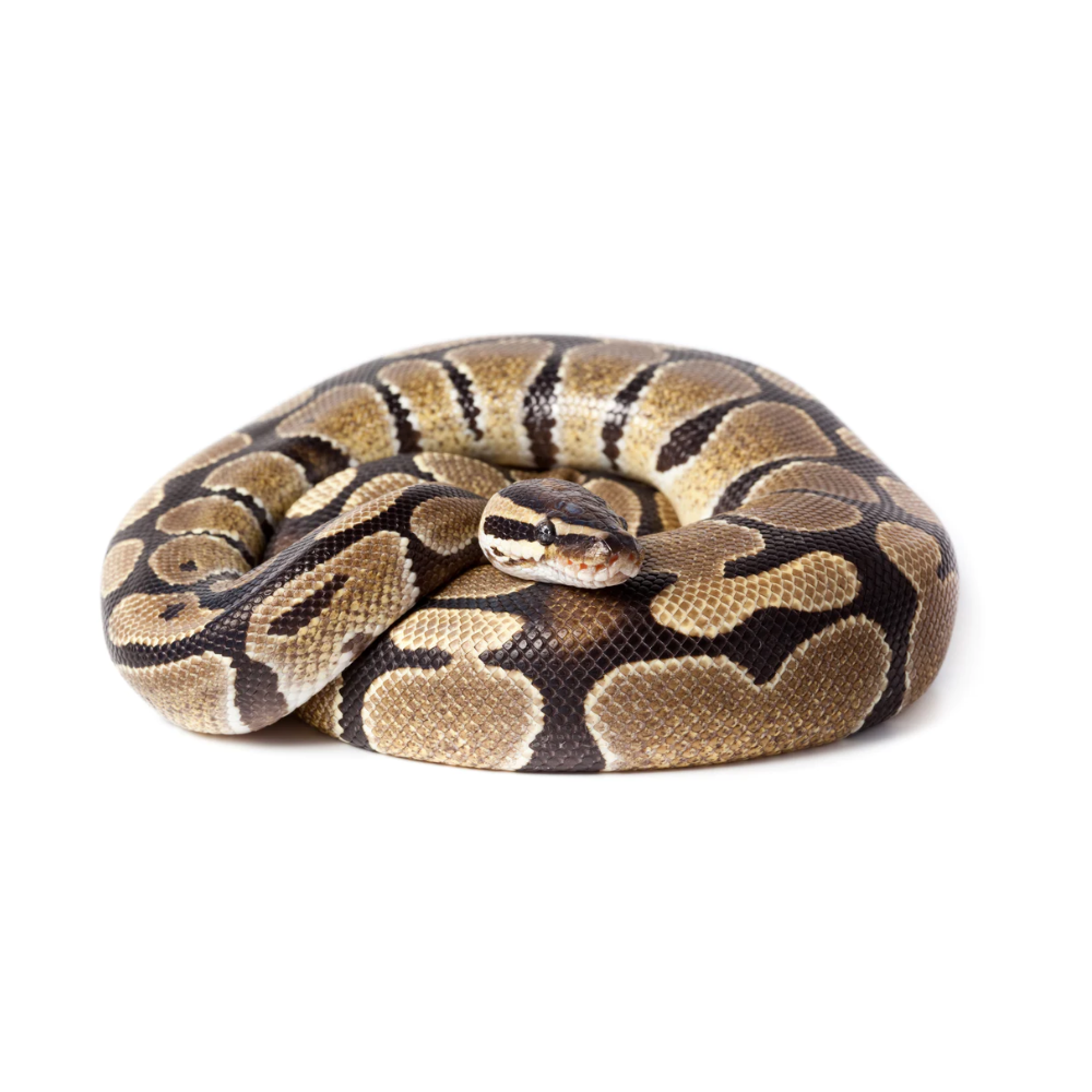 Ball Python – Naturepride