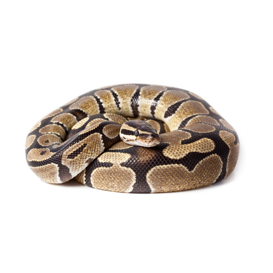 Ball Python