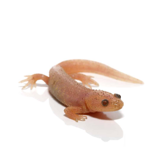 Albino Spanish Ribbed Newt