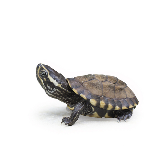 Common Musk Turtle