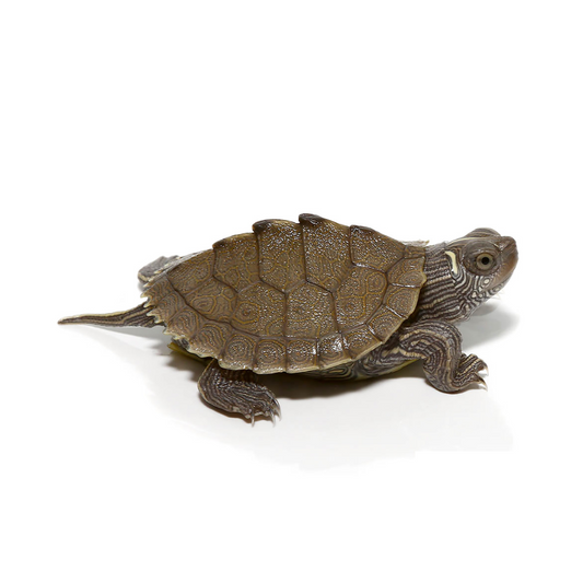 Chinese Pond Turtle