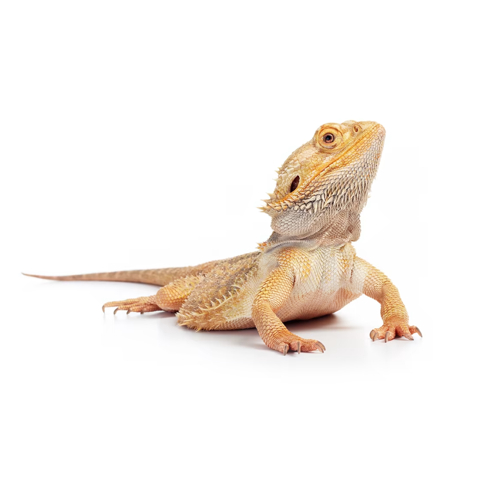 Bearded Dragon