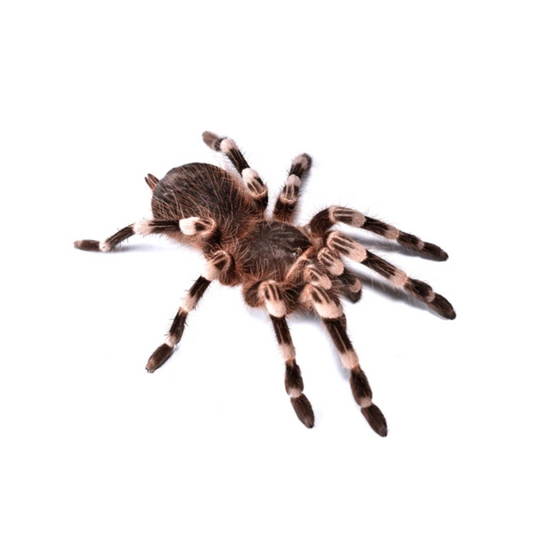 Brazilian White Knee Tarantula