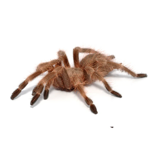 Brazilian Giant Blonde Tarantula