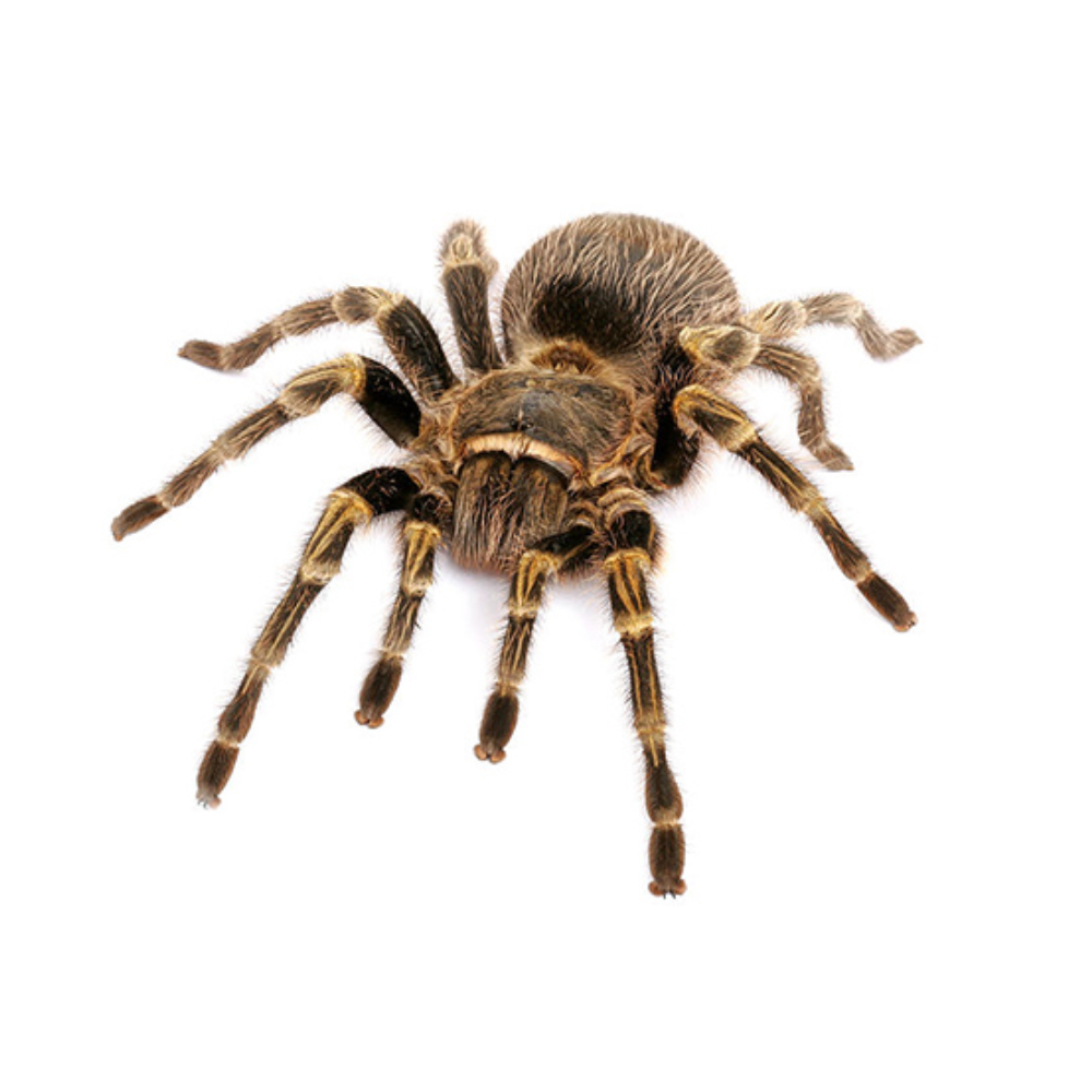 Chaco Golden Knee Tarantula