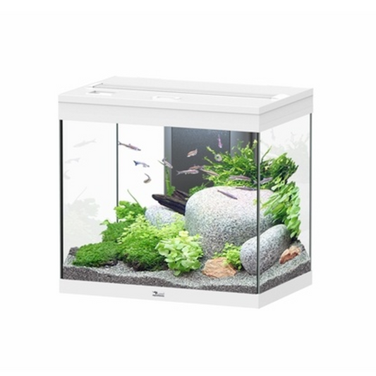 Aquarium Splendid 60x40 White