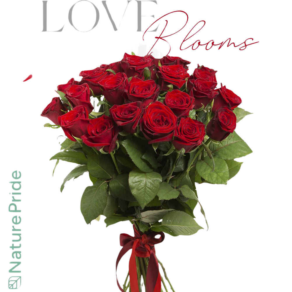 Valentine's Roses