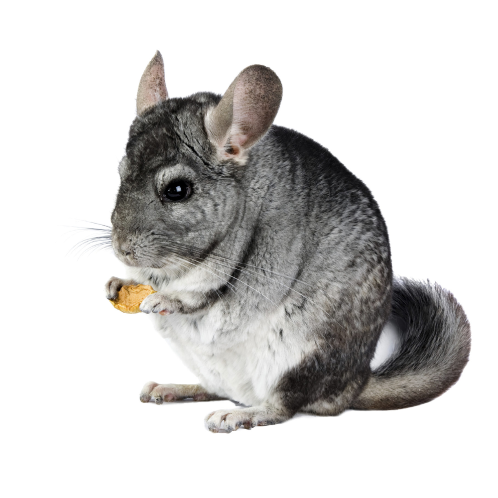 Gray chinchilla holding a small object on a white background