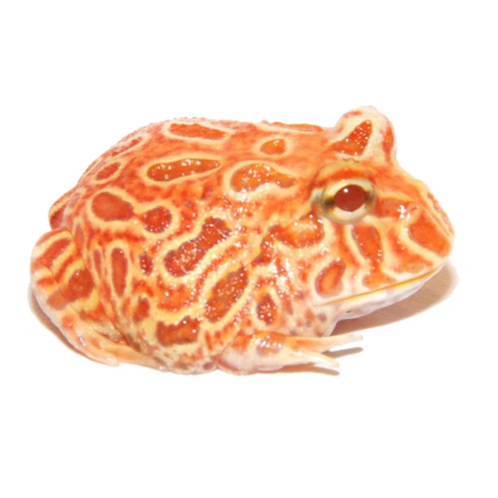 Pacman Frog (Strawberry or Similiar)