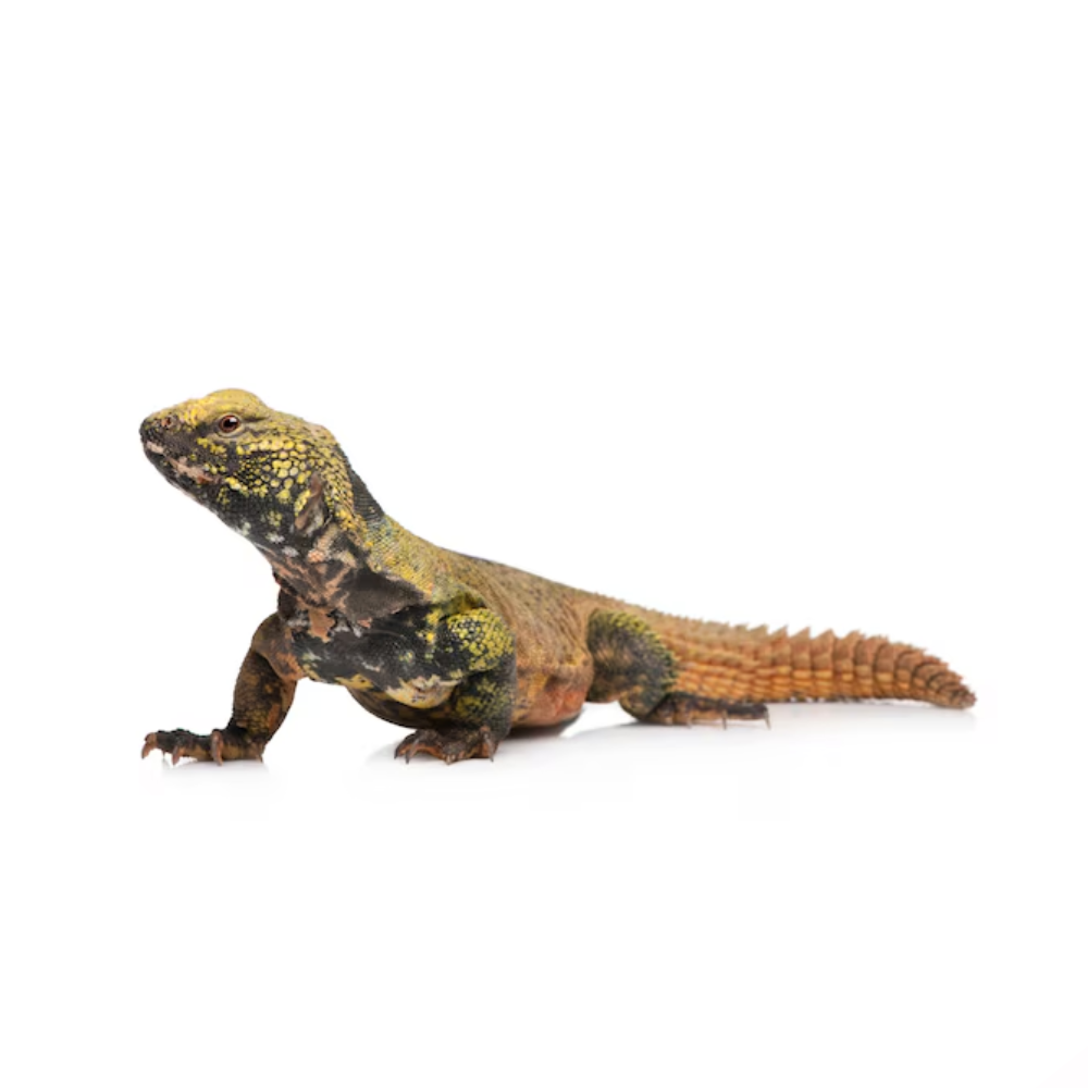 Uromastyx nigriventris – Moroccan Uromastyx | Captive-Bred Desert Lizard