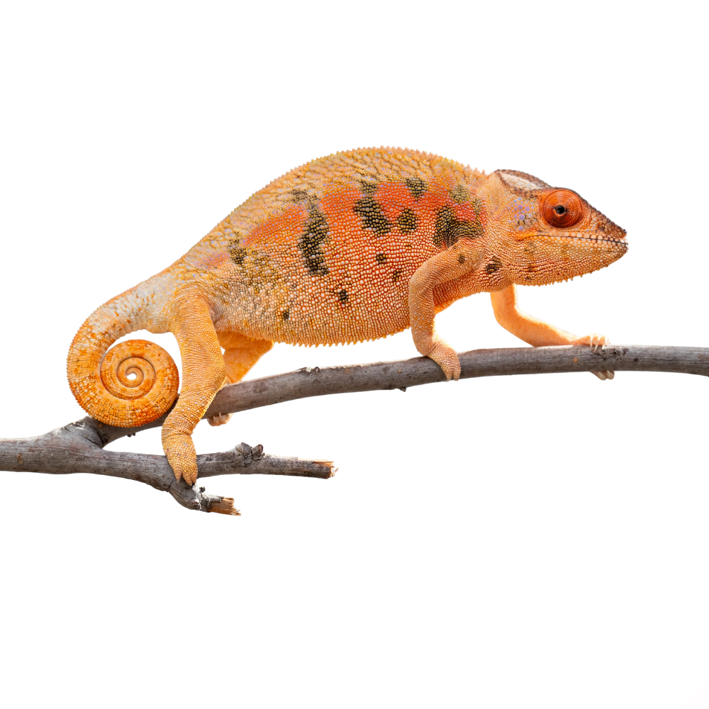 Female Panther Chameleon (Furcifer pardalis) – Captive-Bred Colour Morph