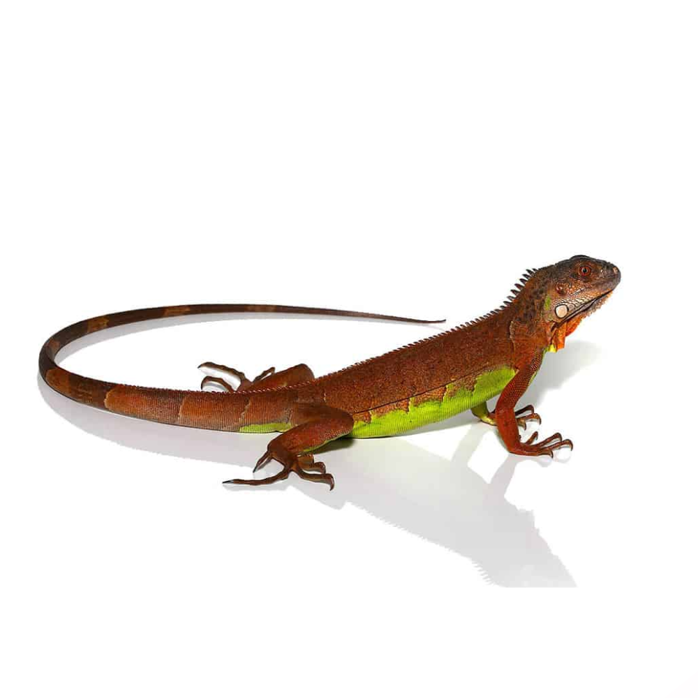 Green, Red & Blue Iguanas (Iguana iguana) – Captive-Bred Colour Morphs
