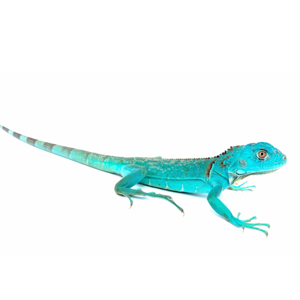 Green, Red & Blue Iguanas (Iguana iguana) – Captive-Bred Colour Morphs