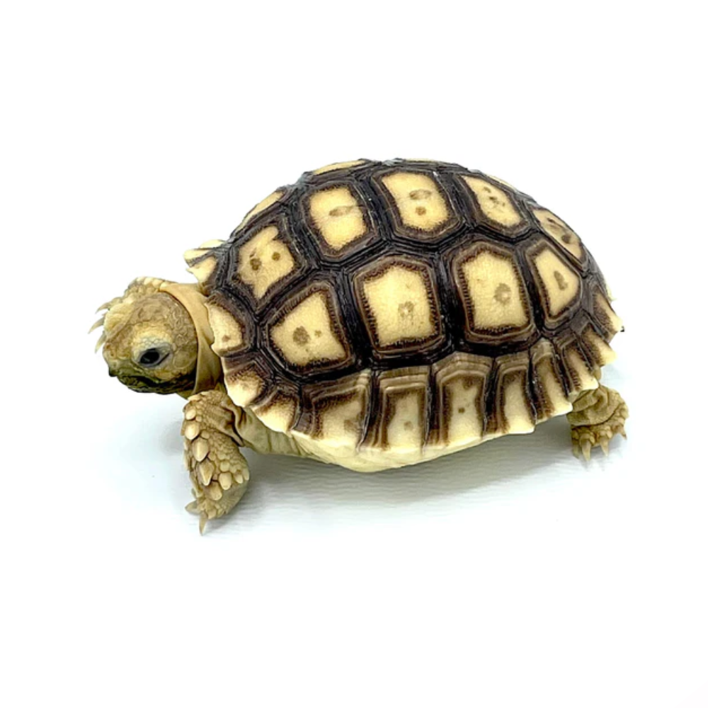 African Spurred Tortoise (Centrochelys sulcata) – Captive-Bred Sulcata Tortoise