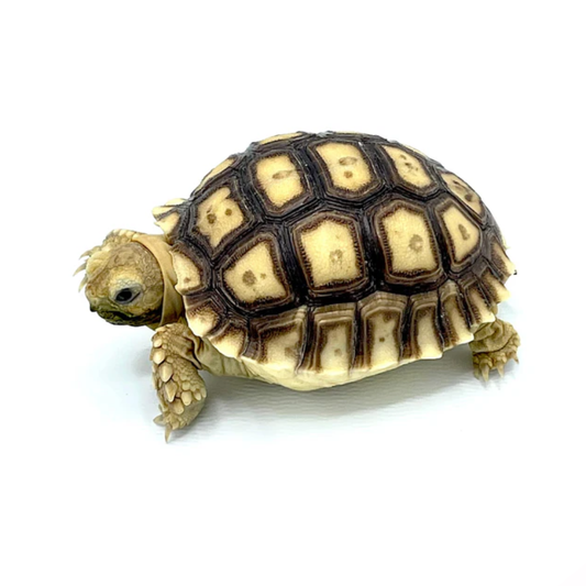 African Spurred Tortoise (Centrochelys sulcata) – Captive-Bred Sulcata Tortoise
