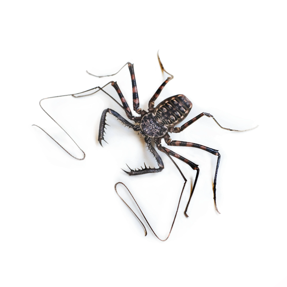 Tailless Whip Scorpion (Amblypygi sp.) – Captive-Bred Arachnid | Fascinating Display Invertebrate