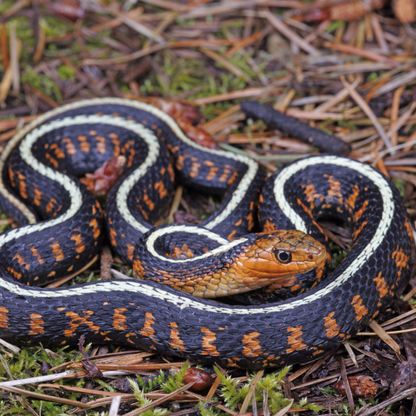Oregon Red-Spotted Garter Snake (Thamnophis sirtalis concinnus) – Captive-Bred Colour Morph