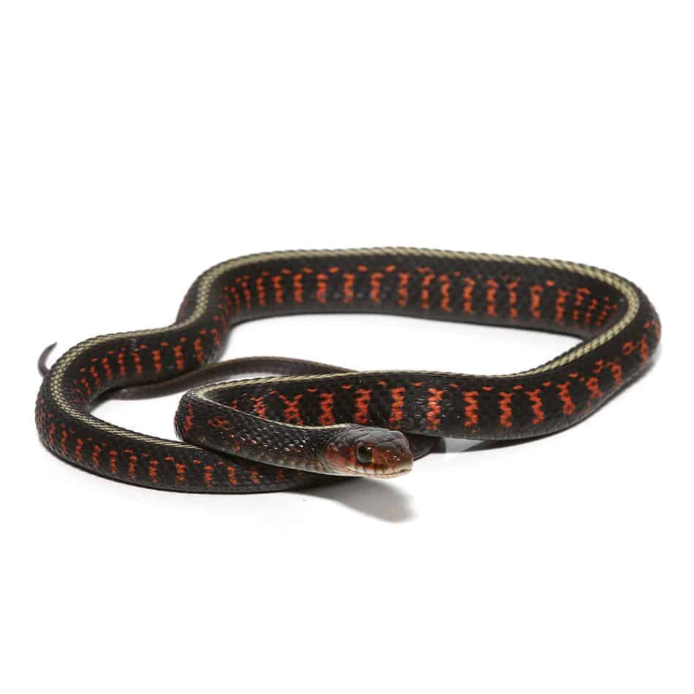 Oregon Red-Spotted Garter Snake (Thamnophis sirtalis concinnus) – Captive-Bred Colour Morph