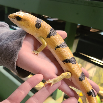 Peter’s Banded Skink (Scincopus fasciatus) – Captive-Bred Desert Skink | Peaceful Exotic Lizard